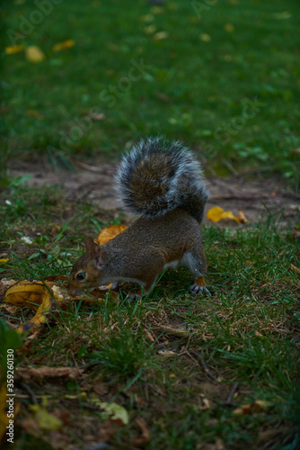 Squirrel on the grass in the park eats an acorn and nut