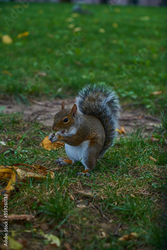 Squirrel on the grass in the park eats an acorn and nut