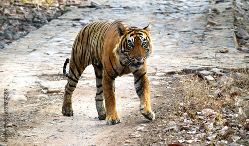 Majestic Tiger Walk In the Forest