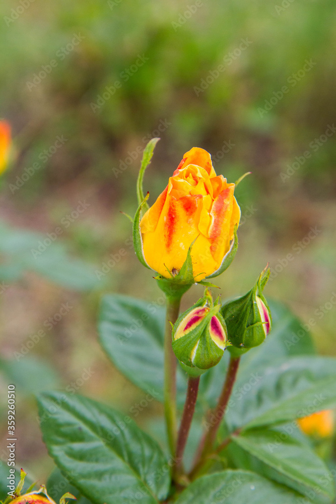 Yellow rose blooming in a garden Yellow rose blooming in a garden