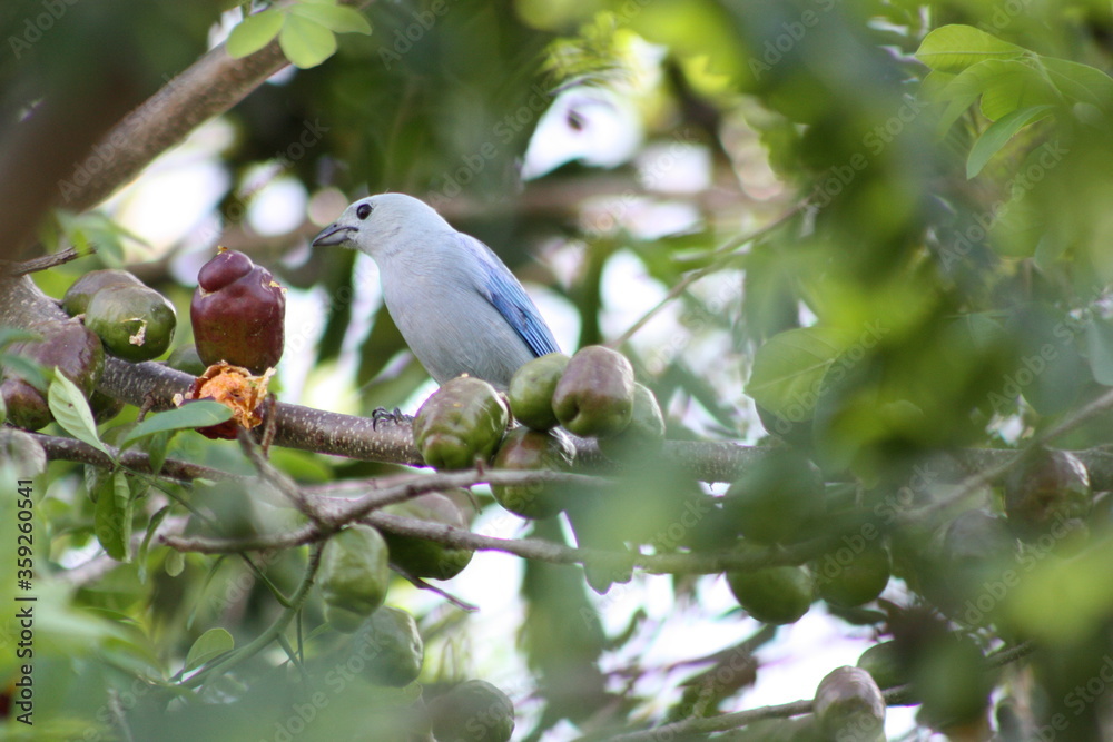 A blue bird-eating Caribbean plums in a tree. A blue bird-eating Caribbean plums in a tree.