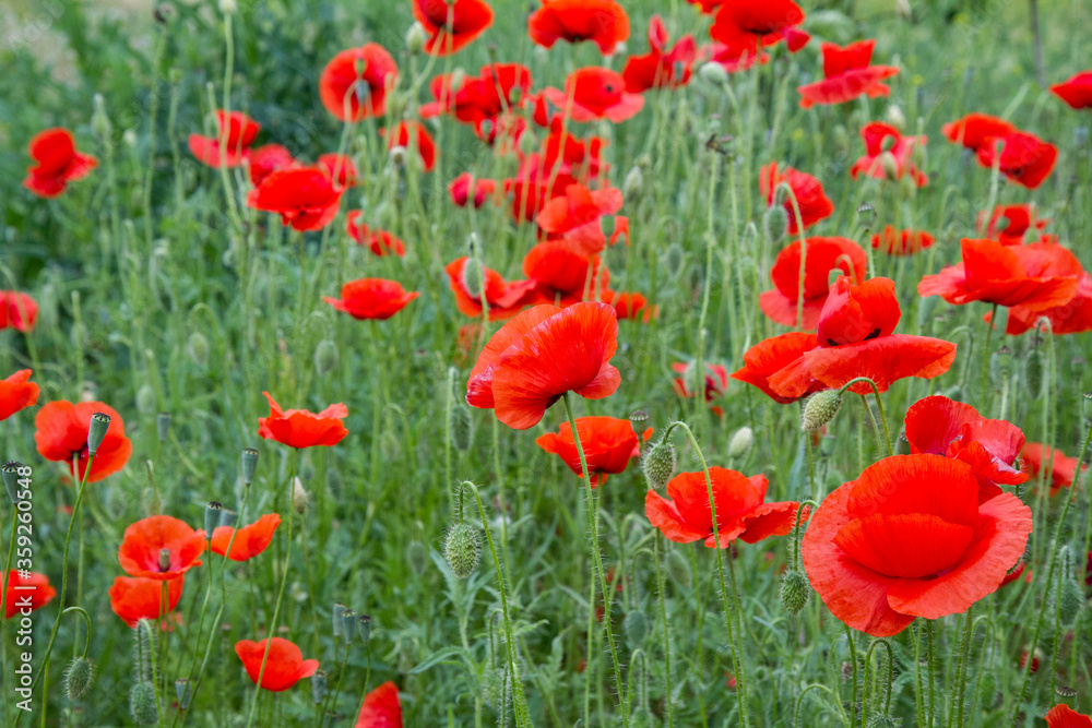 Poppy field blooming in spring Poppy field blooming in spring