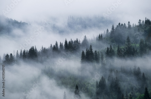 Foggy forest in the mountains. Landscape with trees and mist. Landscape after rain. A view for the background. Nature - image © biletskiyevgeniy.com