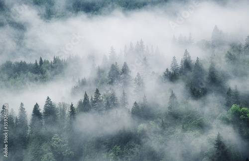 Foggy forest in the mountains. Landscape with trees and mist. Landscape after rain. A view for the background. Nature - image © biletskiyevgeniy.com