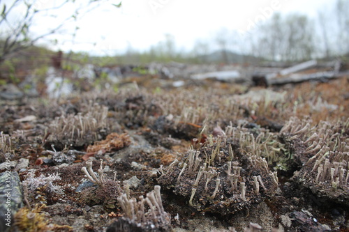 mosses and lichens