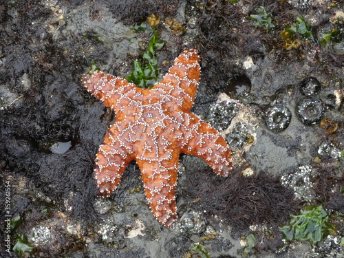 Oregon Coast Starfish