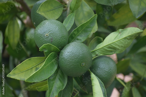 lime on the tree