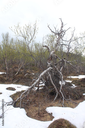 The witch tree