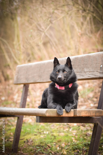 Autumn portrait of schipperke puppy on brench. She is so cute animal with very nice face.