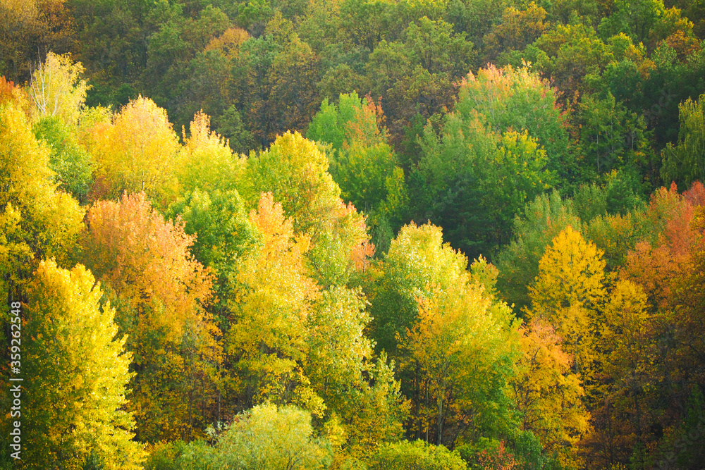 Autumn forest, aerial view, green and yellow bright trees