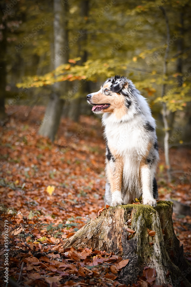 Portrait of Australian shepherd is standing on stump. She is waiting for other order. And she is so cute. Portrait of Australian shepherd is standing on stump. She is waiting for other order. And she is so cute.