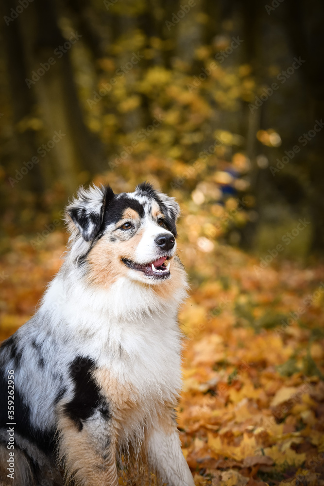 Crazy Australian shepherd is catching leaves in air. She is so crazy dog. Crazy Australian shepherd is catching leaves in air. She is so crazy dog.