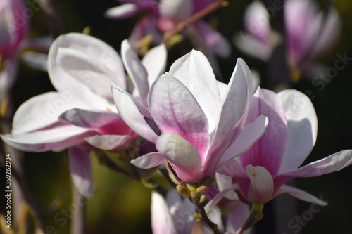 pink magnolia flower
