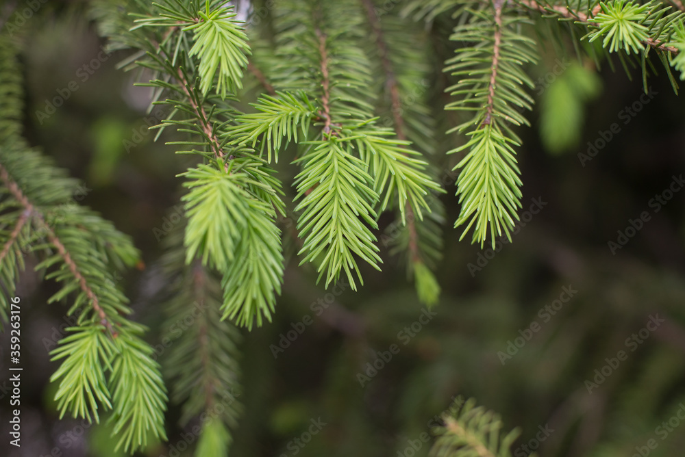Young needles of green spruce in spring Young needles of green spruce in spring