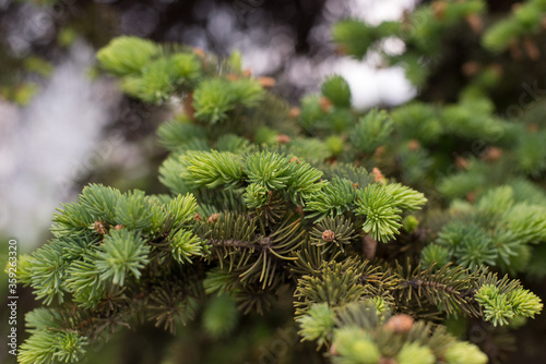 Young needles of green spruce in spring