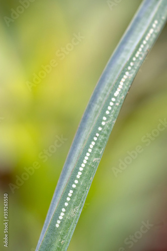 Allium leafminer (Napomyza gymnostoma or Phytomyza gymnostoma) damage on an ornamental onion (Allium 'Forelock')