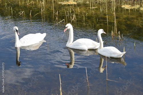 swans on the lake
