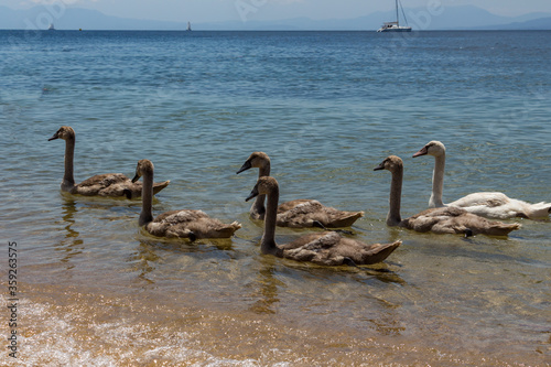 Obraz na płótnie Swans can be frequently seen on the beaches on Skiathos Island, Sporades, Greece. Island is a popular tourist destination for both local and foreign tourists. w salonie