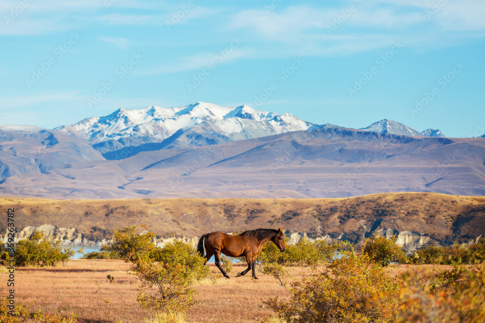 New Zealand mountains