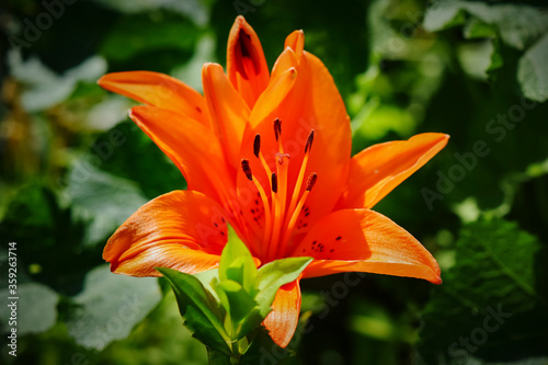 Close-up from blossom of orange lily (Lilium bulbiferum) © Mickis Fotowelt