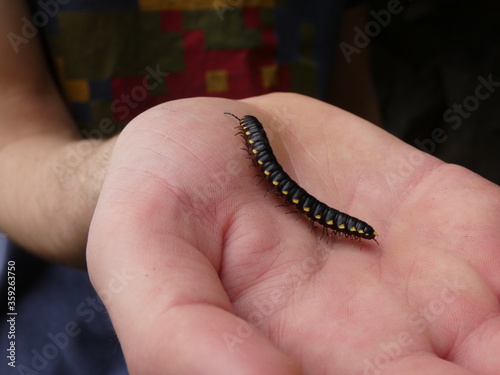 Fotografija millipede in hand