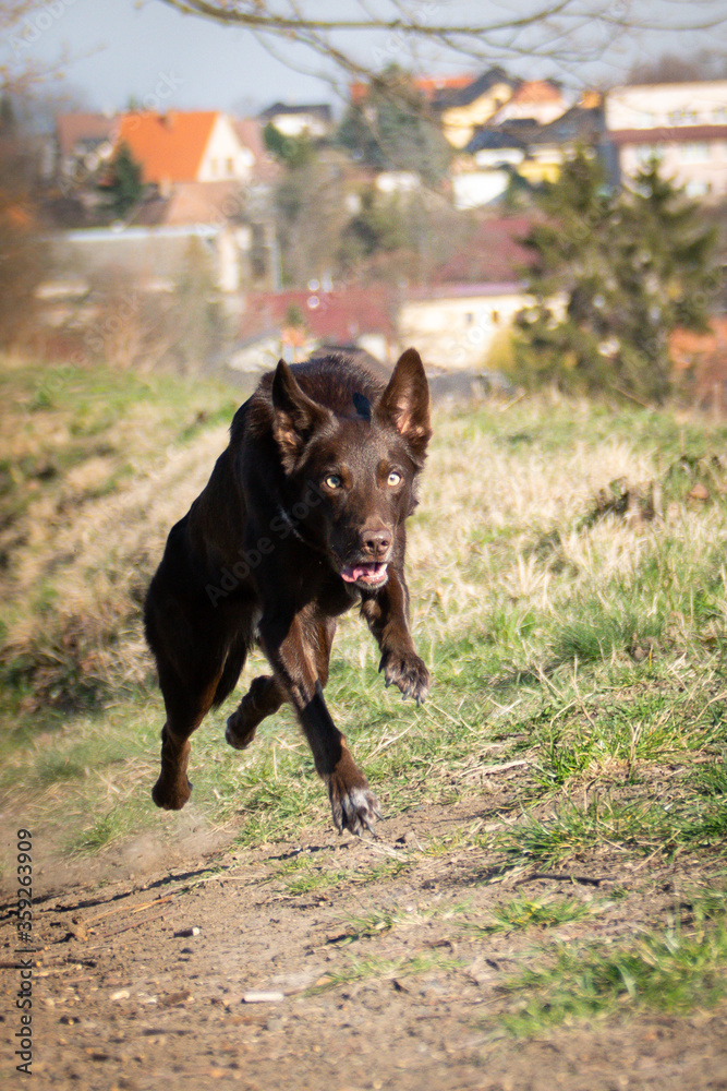 Naklejka premium puppy of border collie is running on road. She is so happy and crazy dog. She loves moving.
