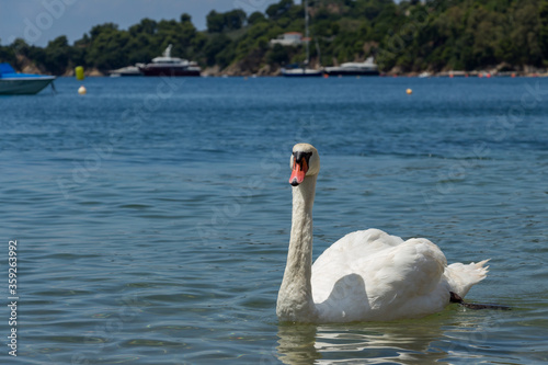 Swans can be frequently seen on the beaches on Skiathos Island, Sporades, Greece. Island is a popular tourist destination for both local and foreign tourists.