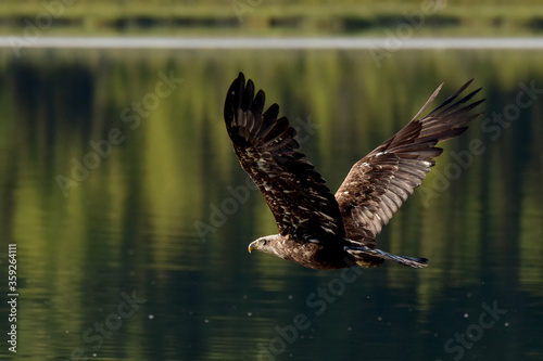 A juvenile American bald eagle in flight over an Alaska lake.