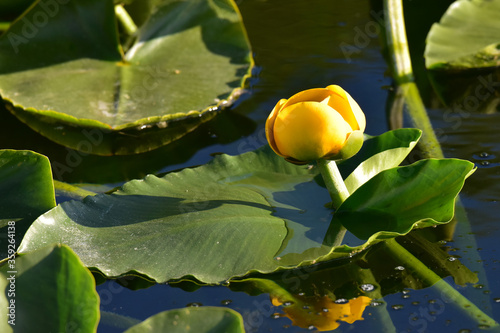 Yellow pond lily occurs across Alaska and in the western half of Canada and the lower 48 United States as far south as Arizona and Baja California. photo