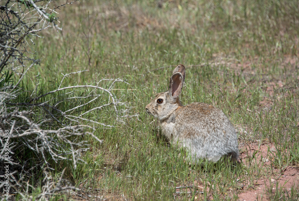 Cottontail rabbit is alert in grassy meadow Cottontail rabbit is alert in grassy meadow