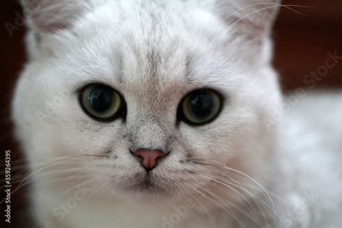 close up of white british shorthair cat 