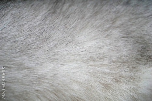 close up of white british shorthair cat fur texture
