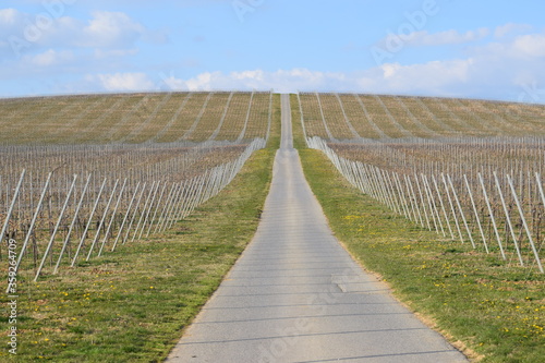 rows of vines in vineyard