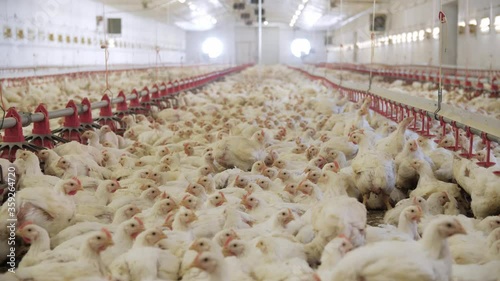 Poultry farm. Chickens for fattening on a modern poultry farm. Lots of chickens in the hangar. Feed and drink chickens. Modern agriculture.