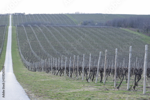 vineyard in autumn