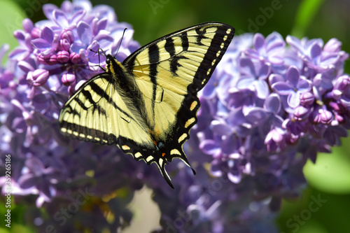 A tiger swallowtail butterfly feeds on nectar from a lilac blossom.