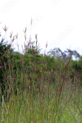 Big bluestem (Andropogon gerardii) in flower in a summer meadow, with copy space