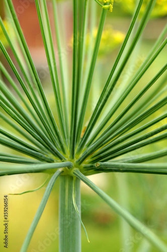 Vertical image of closeup view of an infloresence (umbel) of dill (Anetheum graceolens), showing the radial pattern of the stems photo