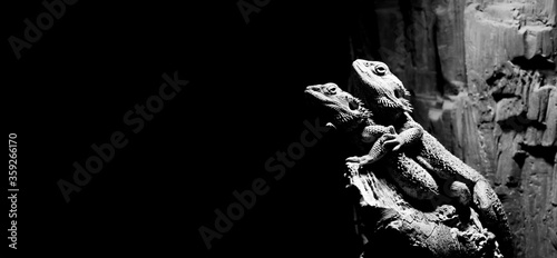 Pogonas are a species of agamidae family. He lives in the desert areas of Australia. Stand in a row pogonos.  Image of pogona in black and white background. photo