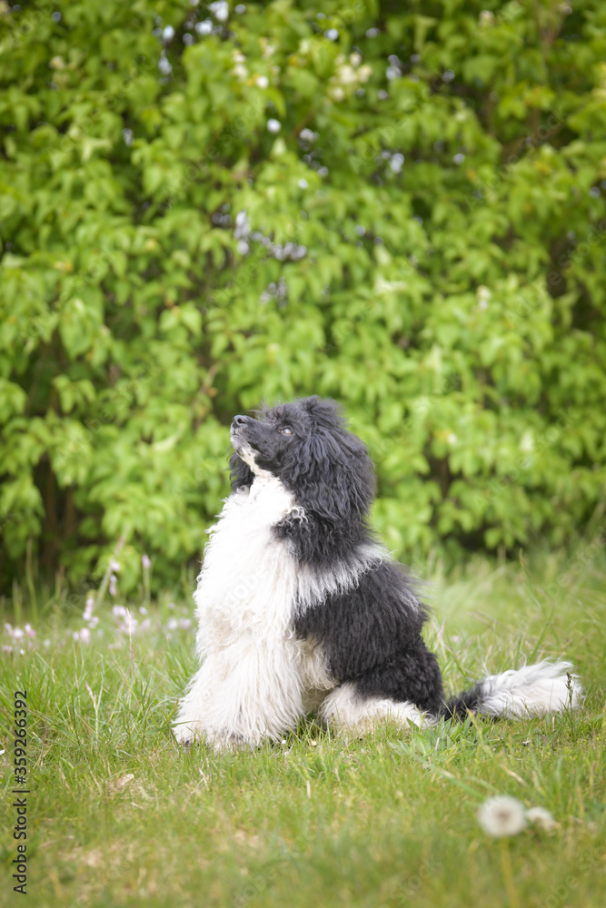 Obraz premium Portrait of black poodle in pink leaves of flowers. He loves doing model for photographers.