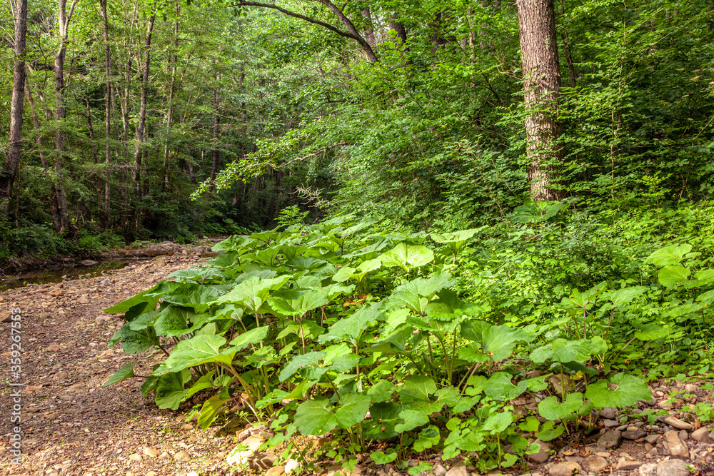 Green forest with large green leaves and a small river among the stones. Green forest with large green leaves and a small river among the stones.