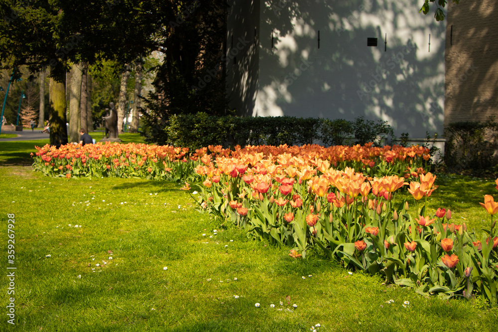 Obraz premium Dutch tulips