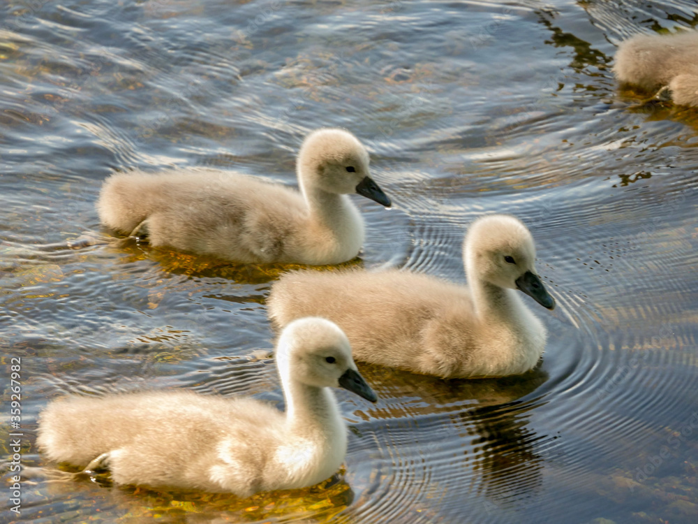 3 Baby Swans swimming in a calm pond