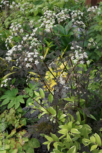 Vertical image of purple-leaved 'Ravenswing' cow parsley (Anthriscus sylvestris 'Ravenswing') in flower in a garden setting