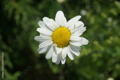 little cute daisy in the park in summer