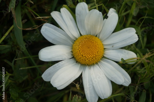 little cute daisy in the park in summer