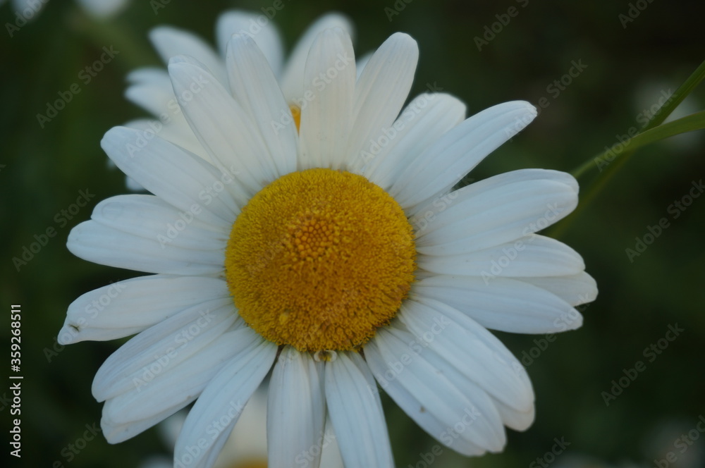 little cute daisy in the park in summer little cute daisy in the park in summer