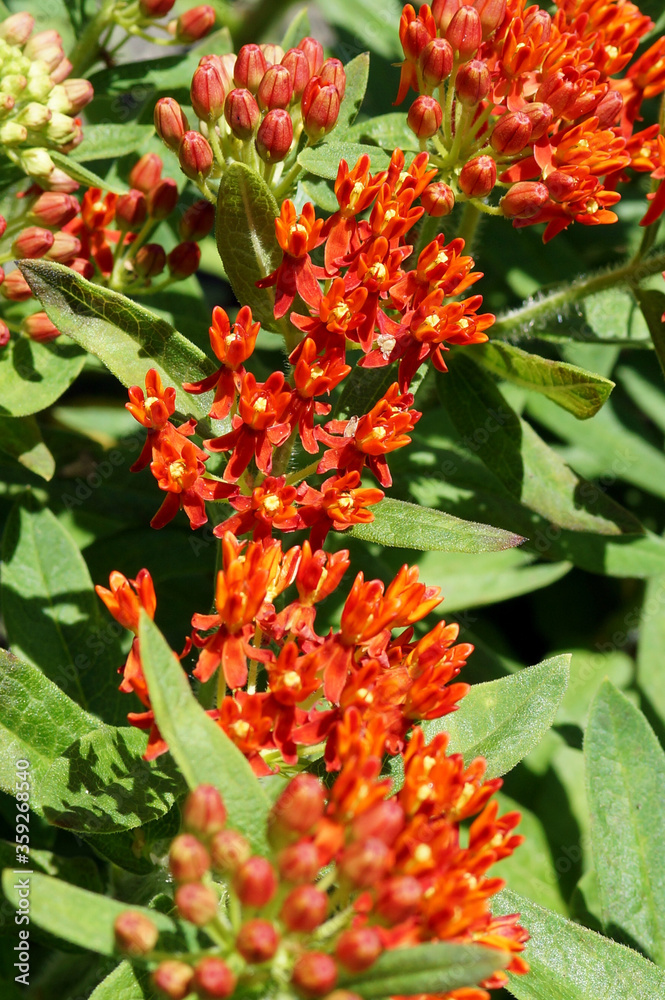 An orange-red form of butterfly weed (Asclepias tuberosa) grown from the seed mix 'Gay Butterflies' An orange-red form of butterfly weed (Asclepias tuberosa) grown from the seed mix 'Gay Butterflies'
