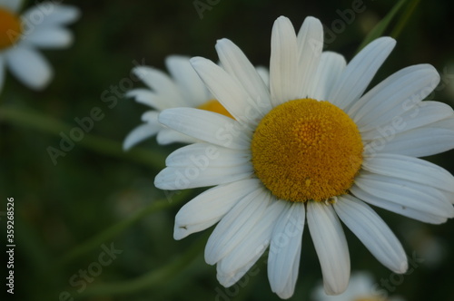 little cute daisy in the park in summer