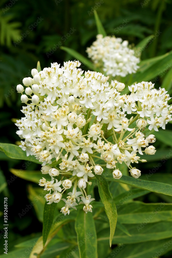 Vertical closeup of the white flowers of 'Ice Ballet' swamp milkweed (Asclepias incarnata 'Ice Ballet') Vertical closeup of the white flowers of 'Ice Ballet' swamp milkweed (Asclepias incarnata 'Ice Ballet')